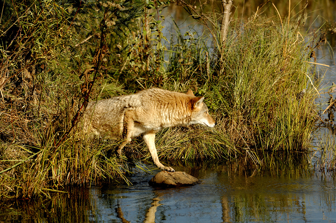 While the .22/250 Remington is good at many tasks, the wily coyote, like the one photographed here, is a good example of what this gun and cartridge are perfect for in the field.